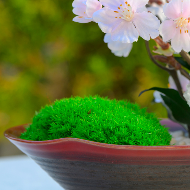 春綴り(サクラ) プリザーブドフラワー ギフト｜ベル・フルール公式