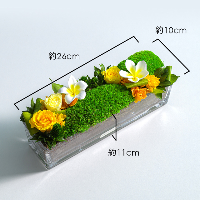 viv-mosw-size.jpg?t=20250512130735