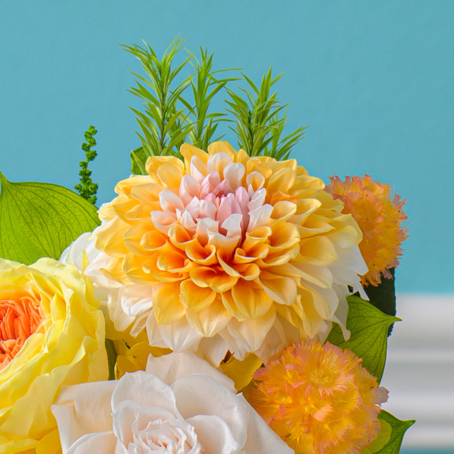 VIVACE オリジナルコレクション