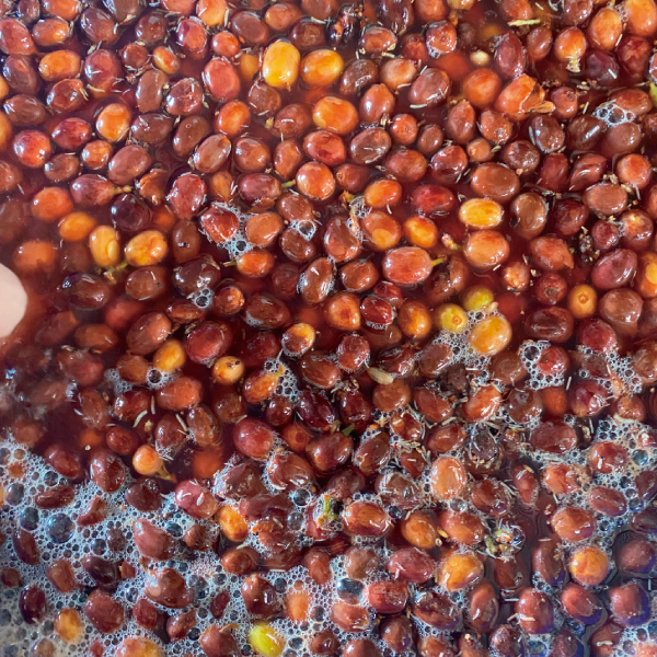 コーヒー,珈琲,数量限定,コロンビア,NewCrop,チャポレラ,アヒ,ブルボン,ライチ,ピーチ,ハイビスカス,インフューズド,100g