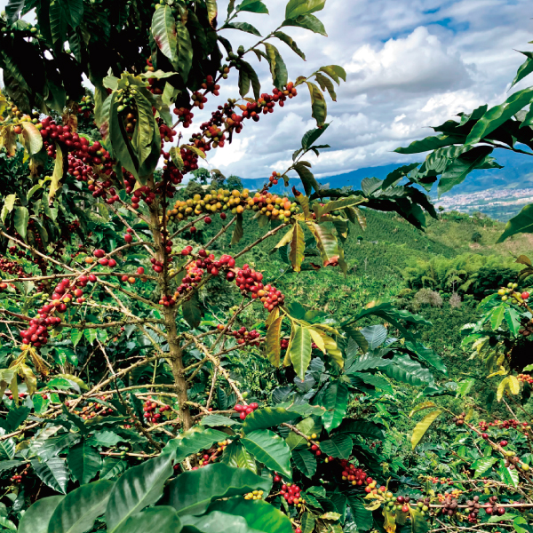 コーヒー,珈琲,数量限定,コロンビア,NewCrop,チャポレラ,アヒ,ブルボン,ライチ,ピーチ,ハイビスカス,インフューズド,100g