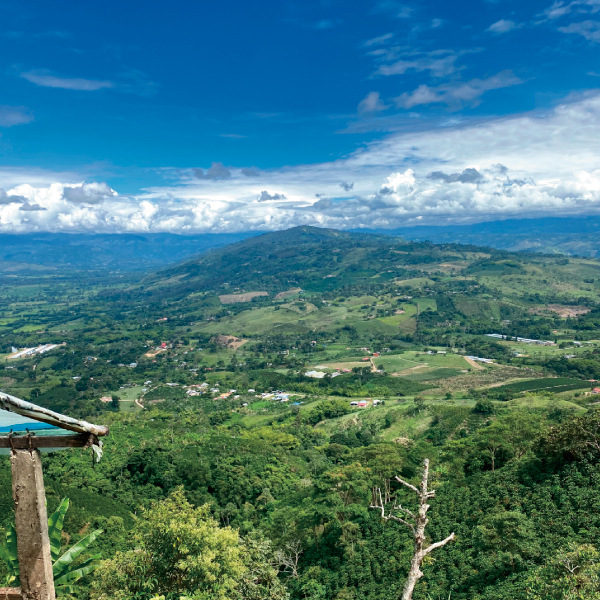 コーヒー,珈琲,数量限定,コロンビア,NewCrop,チャポレラ,アヒ,ブルボン,ライチ,ピーチ,ハイビスカス,インフューズド,100g