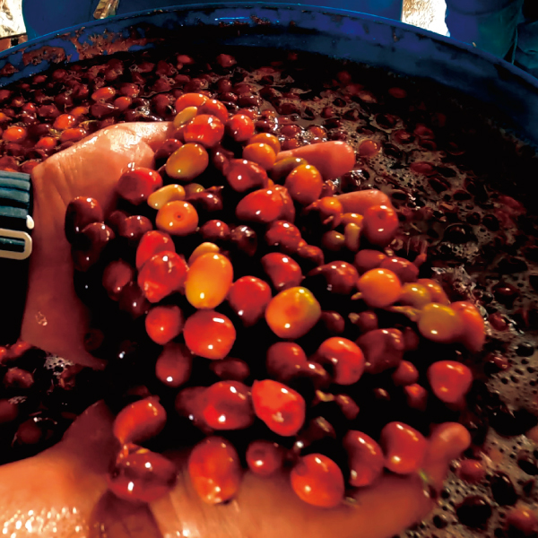 コーヒー,珈琲,数量限定,コロンビア,NewCrop,チャポレラ,アヒ,ブルボン,ライチ,ピーチ,ハイビスカス,インフューズド,100g