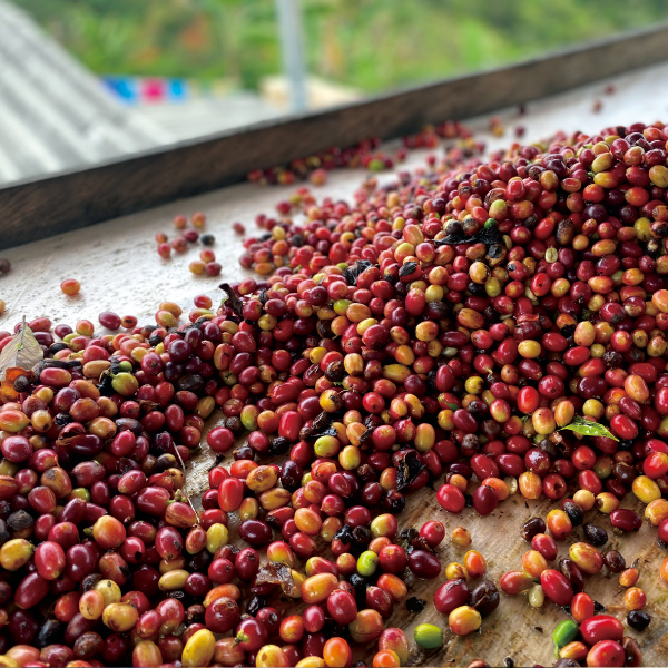 数量限定,THELINCOLN,2025年8月,NewCrop,コロンビア,ダニーロ,チローソ,フローラル,ウォッシュド