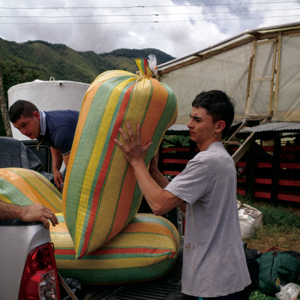 数量限定,THELINCOLN,2025年8月,NewCrop,コロンビア,ダニーロ,チローソ,フローラル,ウォッシュド