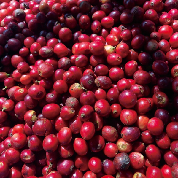 数量限定,幻のコーヒー,希少種,ベトナム,ケサン,リベリカ,スウィート,ジュエリー,ハニー,100g,THELINCOLN,2025年,10月,NewCrop