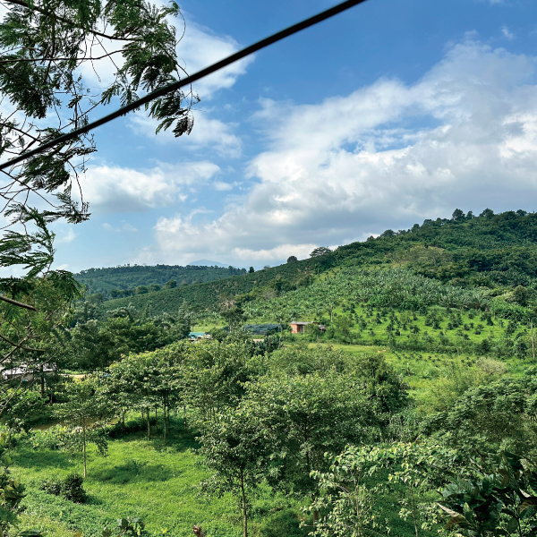 数量限定,幻のコーヒー,希少種,ベトナム,ケサン,リベリカ,スウィート,ジュエリー,ハニー,100g,THELINCOLN,2025年,10月,NewCrop