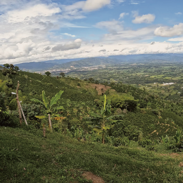 数量限定,アロマティック,コロンビア,レッドブルボン,レッドベリー,インフューズド,100gイースト,モスト,ダブルファーメンテーション