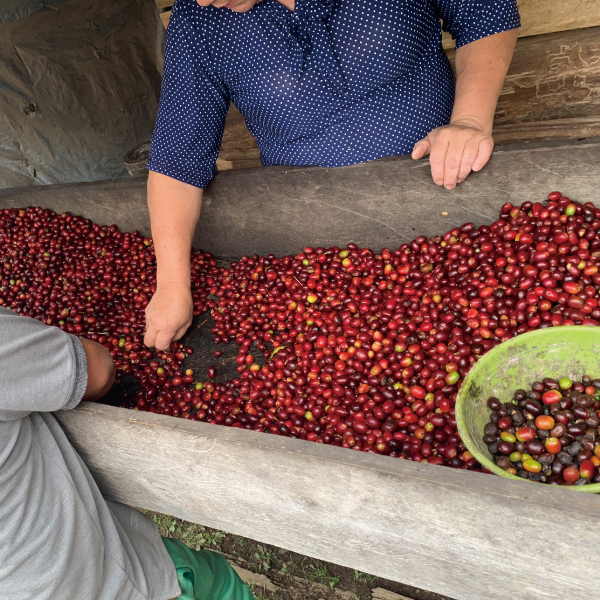 数量限定,アロマティック,コロンビア,オレンジブルボン,パシフローラ,インフューズド,100g,ウェット,ファーメンテーション