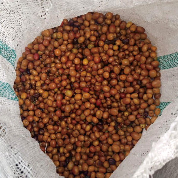 数量限定,アロマティック,コロンビア,オレンジブルボン,パシフローラ,インフューズド,100g,ウェット,ファーメンテーション