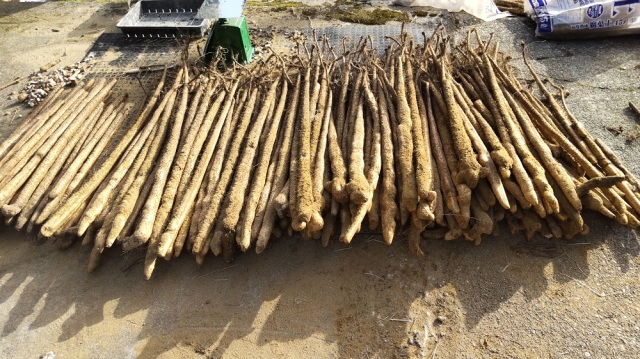 新潟県柏崎産 自然薯1.2kg