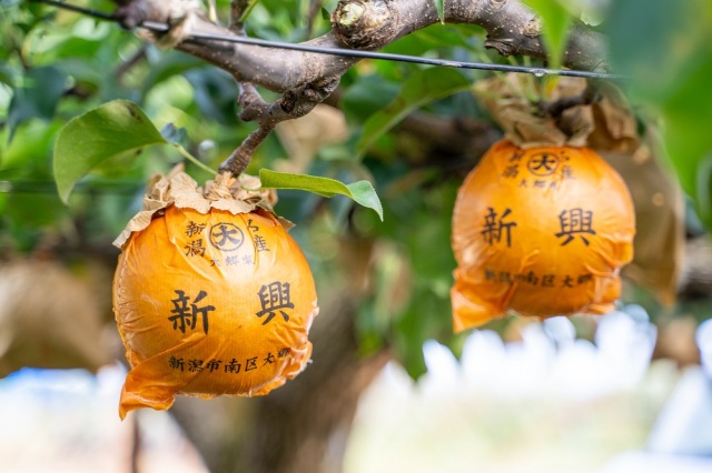 梨　新興　３kg