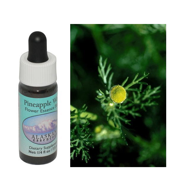パイナップルウィード アラスカンエッセンス フラワーエッセンス 【ベルチェレスタ】