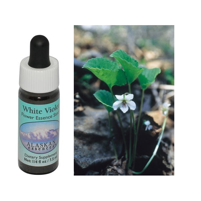 ホワイトヴァイオレット アラスカンエッセンス フラワーエッセンス 【ベルチェレスタ】