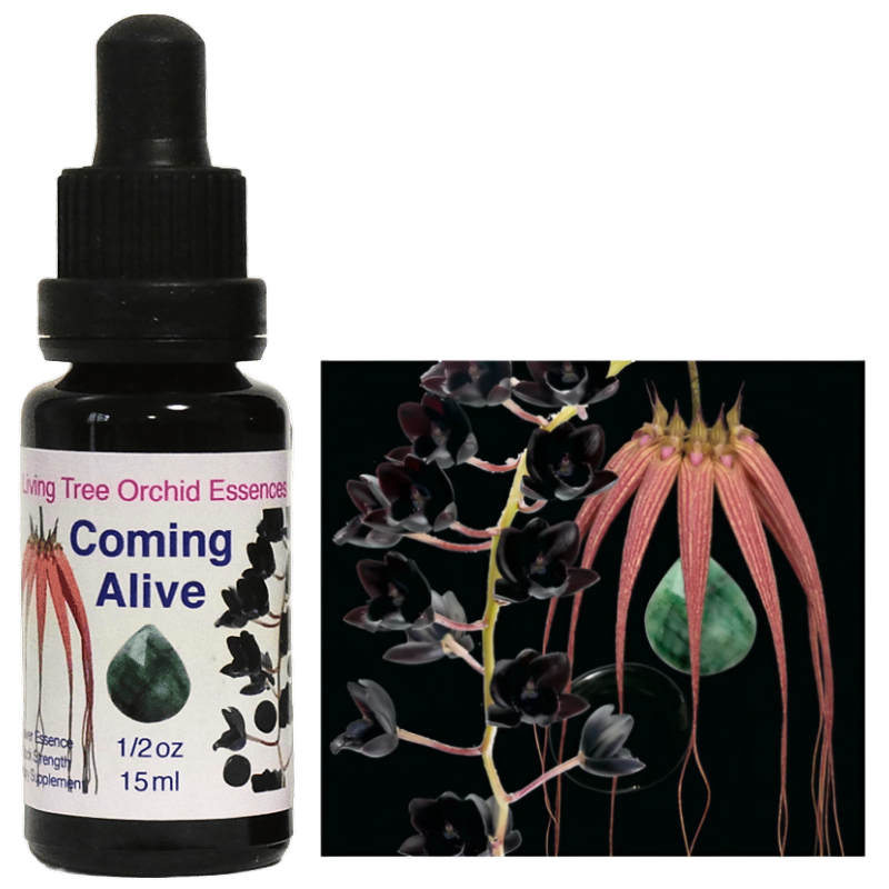 カミングアライヴ