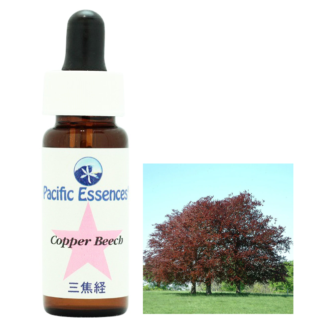 コッパービーチ