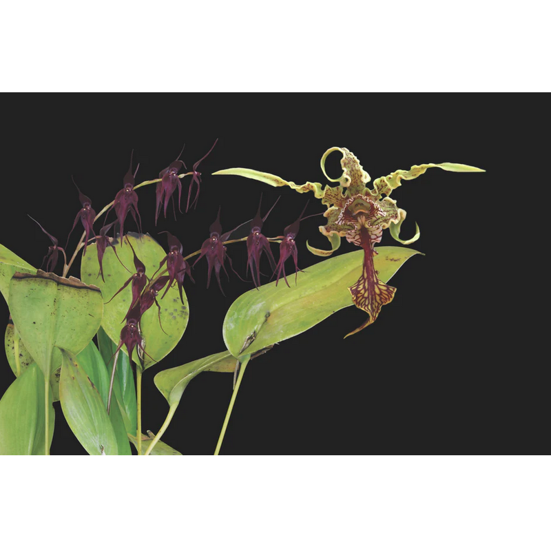 ディフェンド＆プロテクト