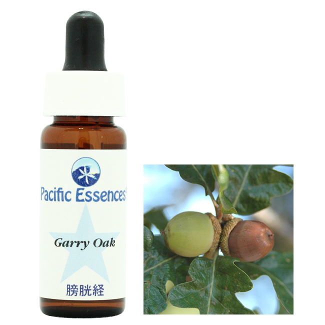 ギャリーオーク