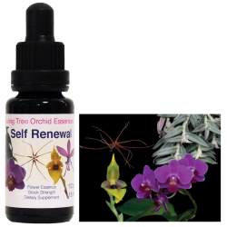 DNAクリアリング アンジェリックエッセンス フラワーエッセンス 【ベル