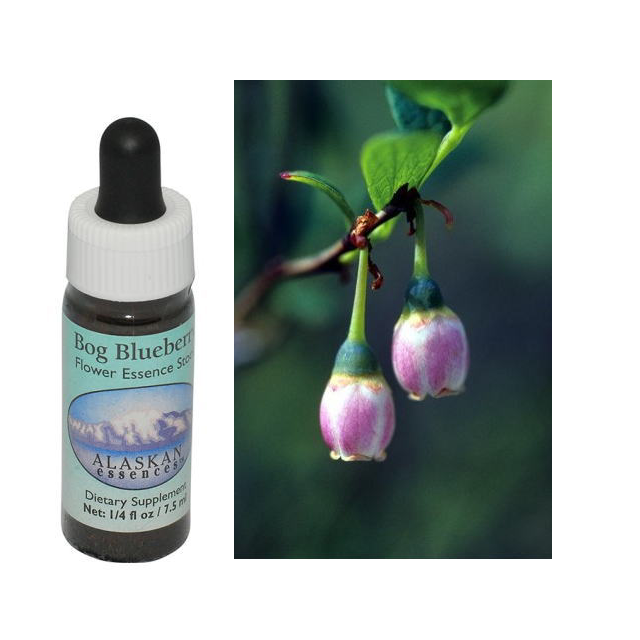 ボグブルーベリー アラスカンエッセンス フラワーエッセンス