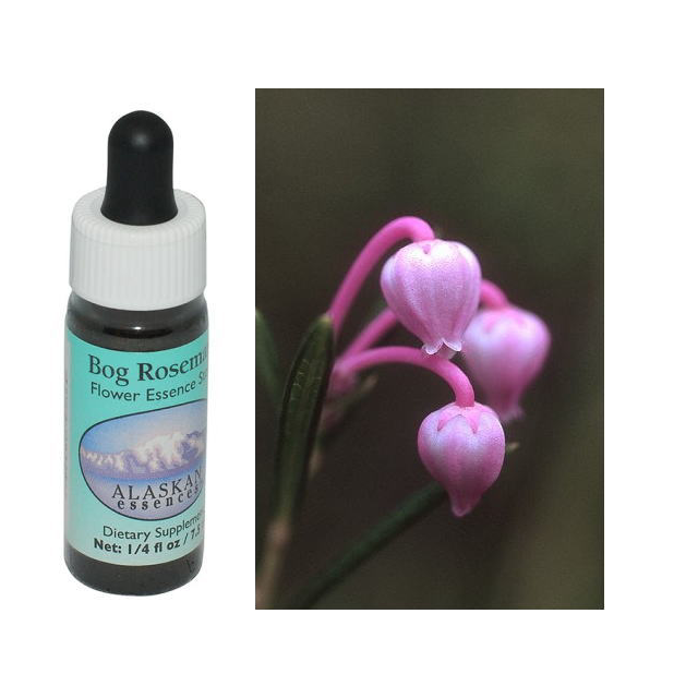 ボグローズマリー