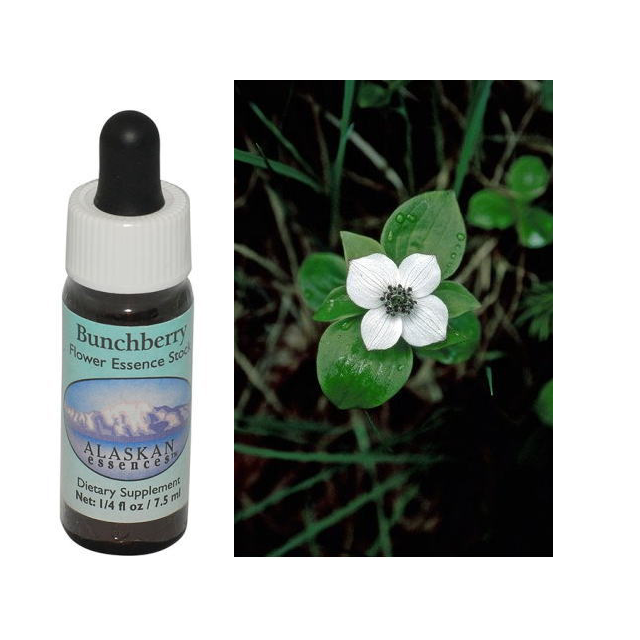 ブラックスプルース アラスカンエッセンス フラワーエッセンス 【ベル