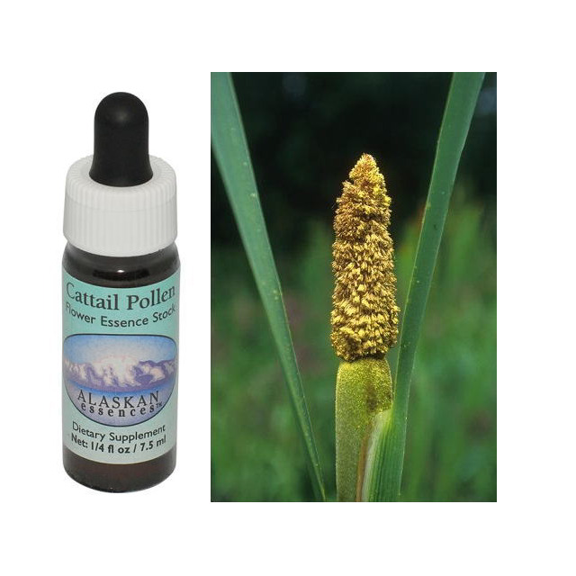 ワンサイデッドウィンターグリーン アラスカンエッセンス