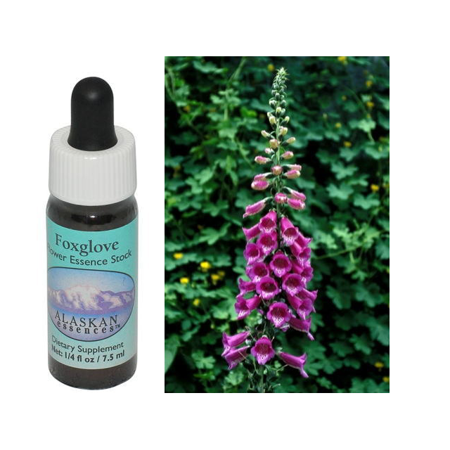 フォックスグローブ