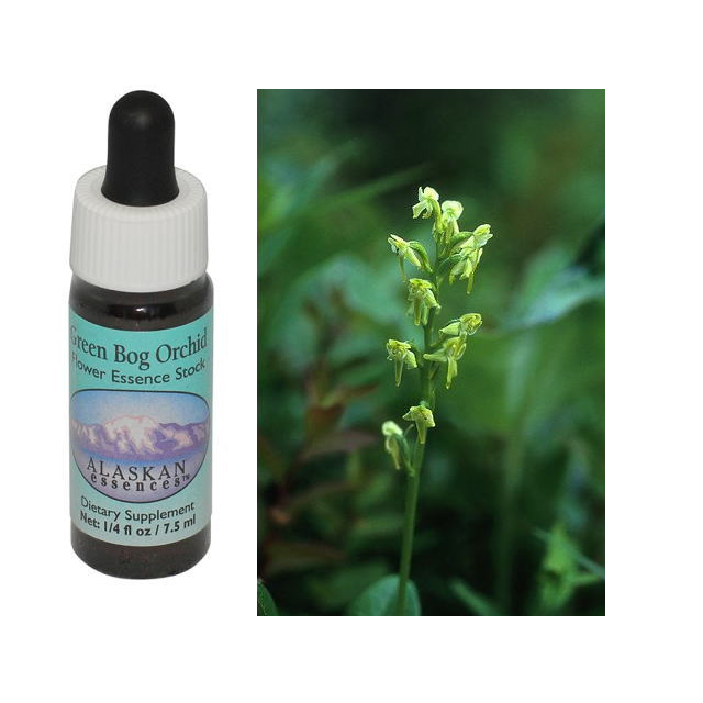 グリーンボグオーキッド