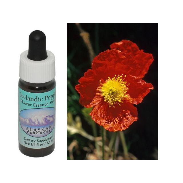 アイスランディックポピー