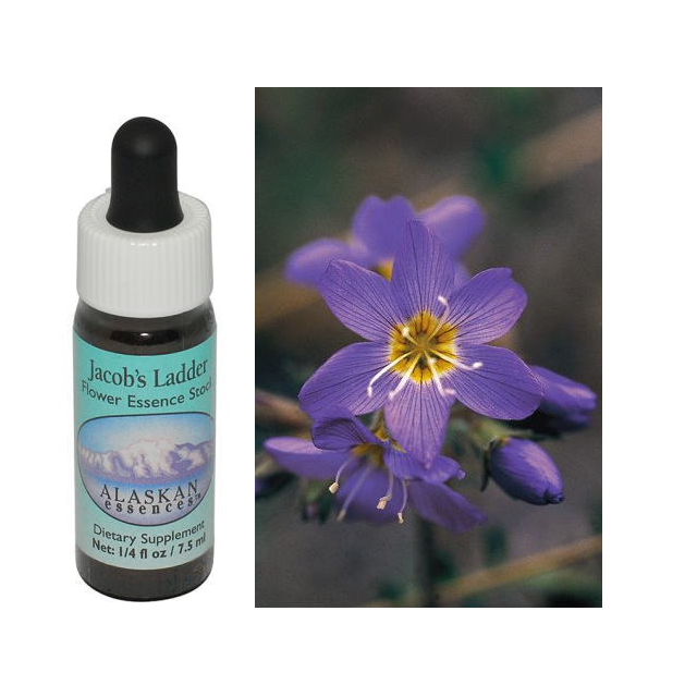 【専用】ワンサイデッドウィンターグリーン アラスカン　フラワーエッセンス　他 専用】ワンサイデッドウィンターグリーン アラスカン