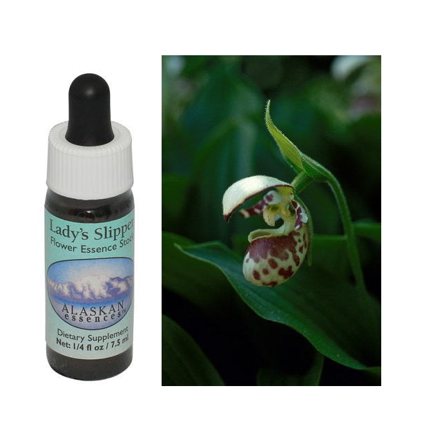 ベルーガ(シロイルカ)のペンダントとフラワーエッセンス　コルテPHI 楽天市場】【お買い物マラソン最大2222円クーポン配布中