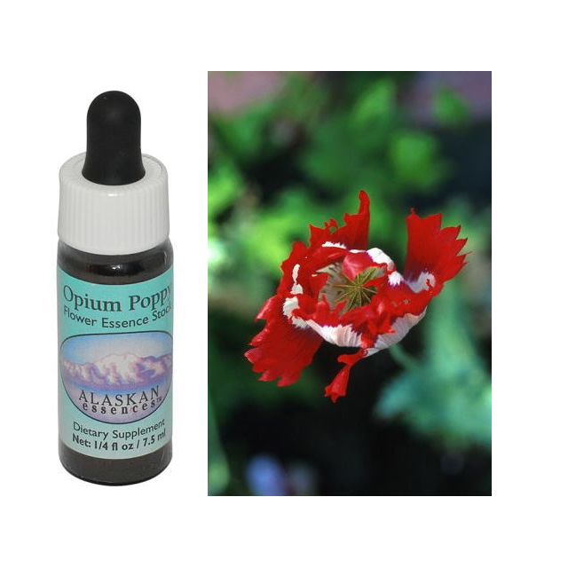 アラスカンエッセンスのフラワーエッセンス 【ベルチェレスタ】