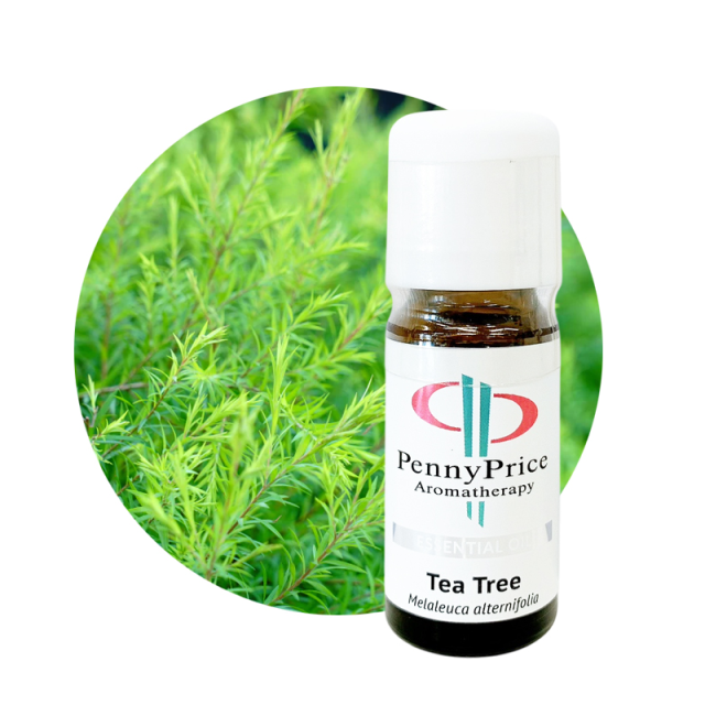 ペニープライス　ティートリー（ティーツリー）