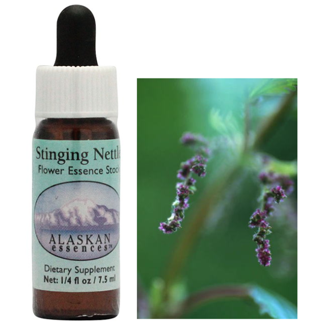 予約品　#15アークエンジェルミカエル(大天使ミカエル)フラワーエッセンス 予約品 #15アークエンジェルミカエル(大天使ミカエル