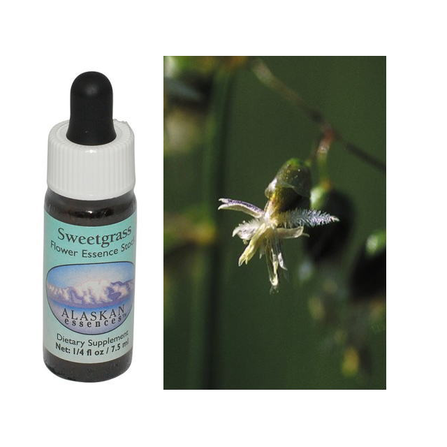 ラブラドールティー アラスカンエッセンス フラワーエッセンス