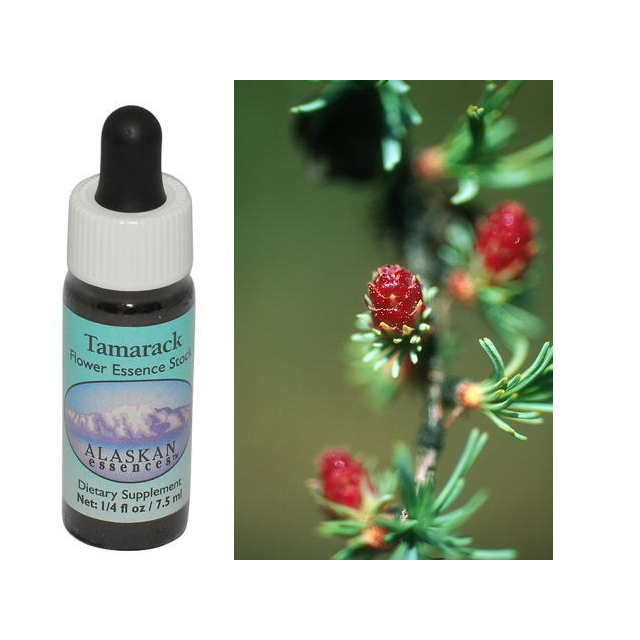 Tamarack1-640.png