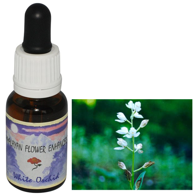 ホワイトオーキッド