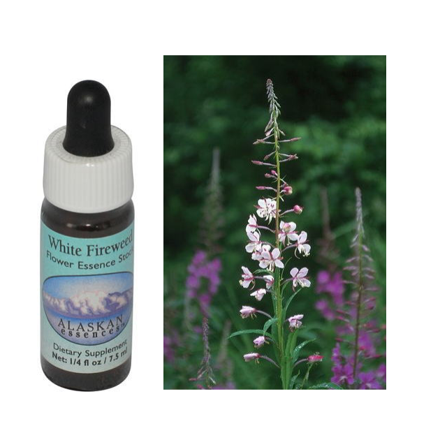 WhiteFireweed640.png