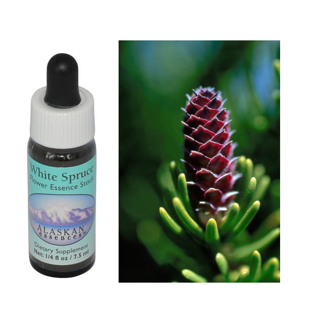 【予約品】ボグローズマリー 7.5ml アラスカンエッセンス　フラワーエッセンス WhiteSpruce640.png