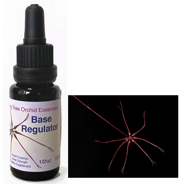 専用】#237クリアリングリピーティングメモリー　フラワーエッセンス　他 design_d.jpg