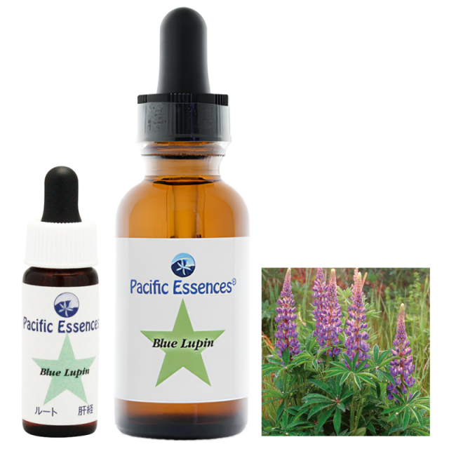 フラワーエッセンス　パシフィックエッセンス　経絡キットSea 楽天市場】シーエッセンス経絡12本キット5《パシフィック