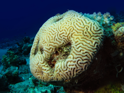 コルテphi シーエッセンス ブレインコーラル フラワーエッセンスの ベルチェレスタ