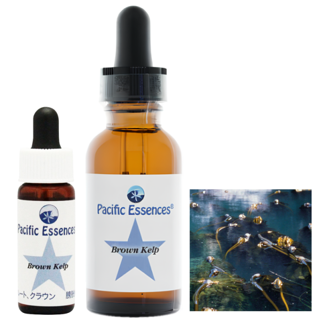 コルテPHI エンジェルペンダント クロップサークルエッセンスと