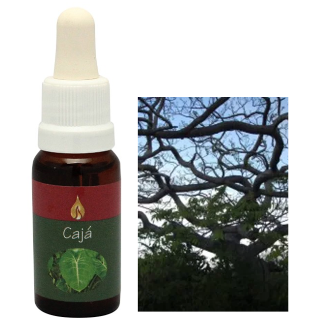 【予約品】ダイレクション『目的』アラレタマレインフォレスト　フラワーエッセンス mamoa650.png