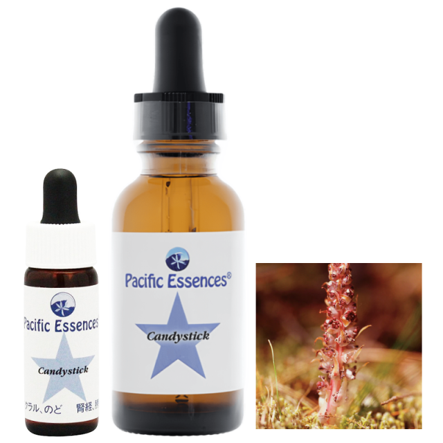 ワンサイデッドウィンターグリーン アラスカンエッセンス