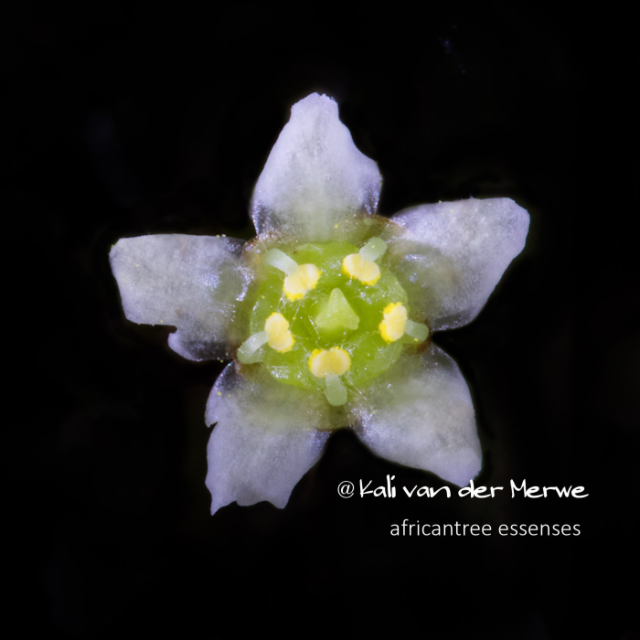 チェリーウッド