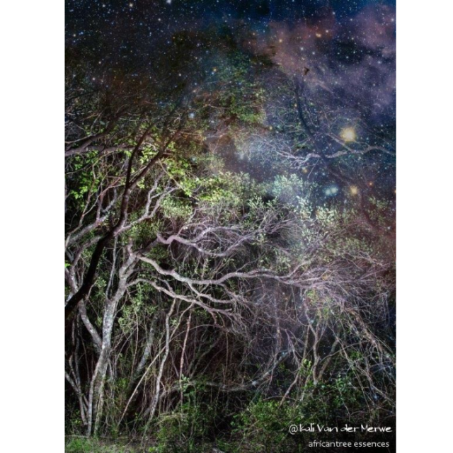 チェリーウッドの樹