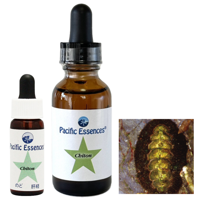 【専用】ワンサイデッドウィンターグリーン アラスカン　フラワーエッセンス　他 ワンサイデッドウィンターグリーン アラスカンエッセンス