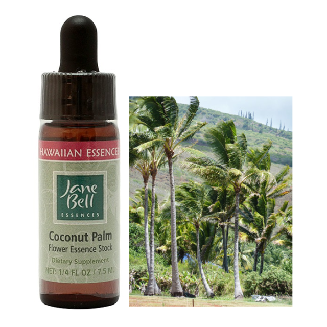 ココナッツパーム